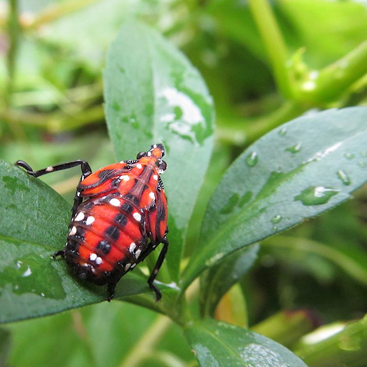 spotted lanternfly on a leaf