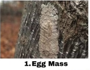 spotted lanternfly egg mass, tree bark