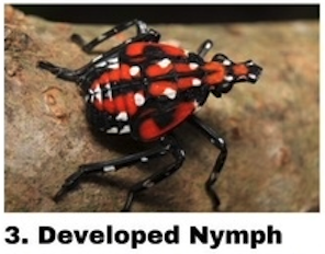 developed nymph, spotted lanternfly